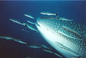 Whale shark taken at Koh Tao, Thailand, easter 2001. I us... by Christian Skauge, Norway 